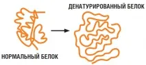 Публікація Чому тепло вбиває клітини вбиває