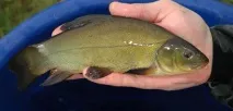 риби каталог