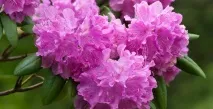 Рододендрон вирощування, догляд, сорти та види, GreenMarket рододендрон