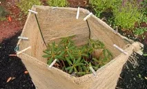 Рододендрон вирощування, догляд, сорти та види, GreenMarket рододендрон