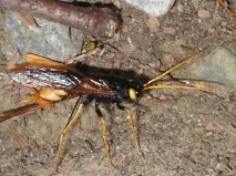 horntail врагове