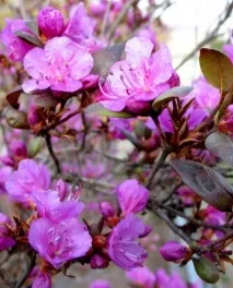 Рододендрон вирощування, догляд, сорти та види, GreenMarket рододендрон