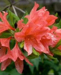 Рододендрон вирощування, догляд, сорти та види, GreenMarket вирощування