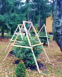 Рододендрон вирощування, догляд, сорти та види, GreenMarket сорти