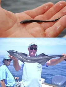 shark shark