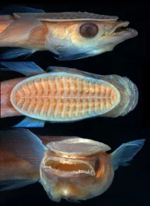 remora remora