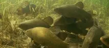 риби риби