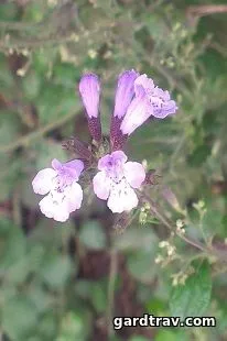 Calamintha alpina градината