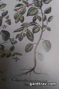 цъфтящи издънки Calamintha alpina