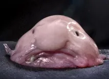 Lophius piscatorius