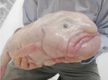 земята