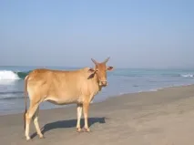 дорога
