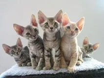 света котка