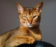 света света