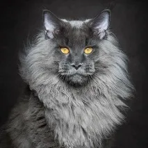 света котка