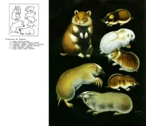 класификация Кралство spalacidae