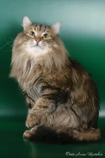 котки широко леко наклонени