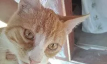 Сльозяться очі у кота що робити сльозяться