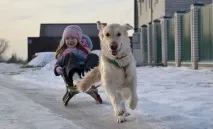 начинаещия златен