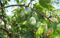 вредители сливи