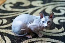 котів-сфінксів