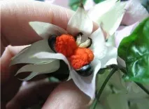 семена семена