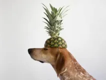 което кучето