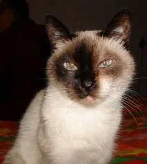 Сльозяться очі у кота що робити кота