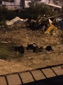 кучетата много