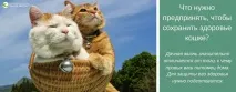 ветеринарната доктор