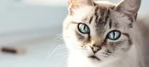 клиника статии