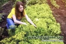 Повторні посадки овочів - поради дачників, Сайт про сад, дачу та кімнатні рослини повторні