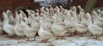 породи развъждане