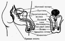 средства хранителни