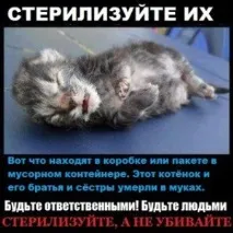 Тим, хто думає, що випустити кошенят гуманніше, ніж убити випустити