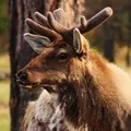 шань