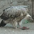 шань