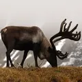 тянь