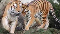 тигър всички котки