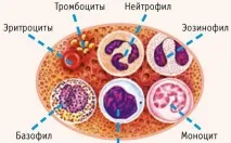ТРОМБОЦИТОПІННЯ, ЯК УСКЛАДНЕННЯ ХІМІОТЕРАПІЇ тромбоцитів