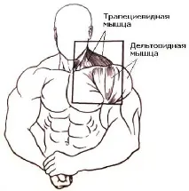 Вправи для плечових м’язів плечових