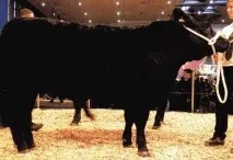Вибір породи для екстенсивного м’ясного скотарства породи
