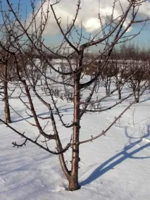 Вісник садівника - ЯК УБЕРЕГТИ САД ВІД МИШЕЙ садівника