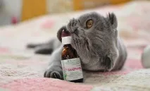 любителите любителите