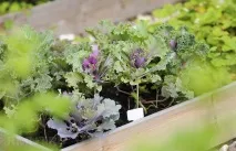 Вирощування декоративної капусти як декор та корисний овоч капусти