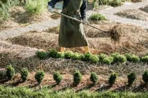 Вирощування картоплі з розумом без прополювання та підгортання картоплі
