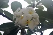 мирис уебсайт