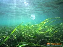 водорасли приятели