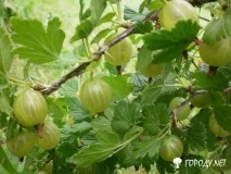 Вирощування аґрусу, догляд за аґрусом, хвороби аґрусу догляд
