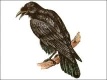 corax държи